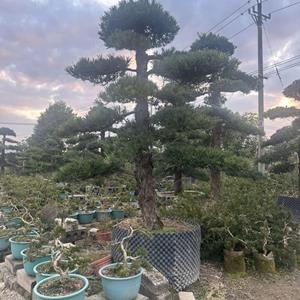 造型罗汉松大量低价出售