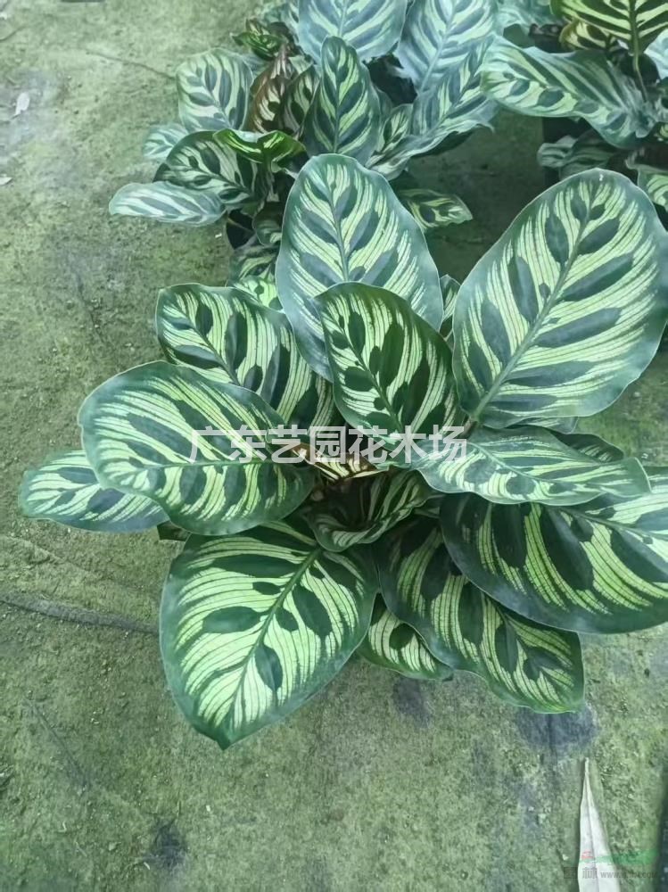 孔雀竹芋出售、大量孔雀竹芋供應