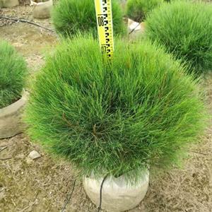 木麻黄供应、千年木麻黄基地低价出售