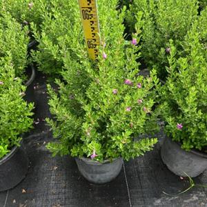 青叶玉芙蓉供应，本基地大量青叶玉芙蓉低价出售