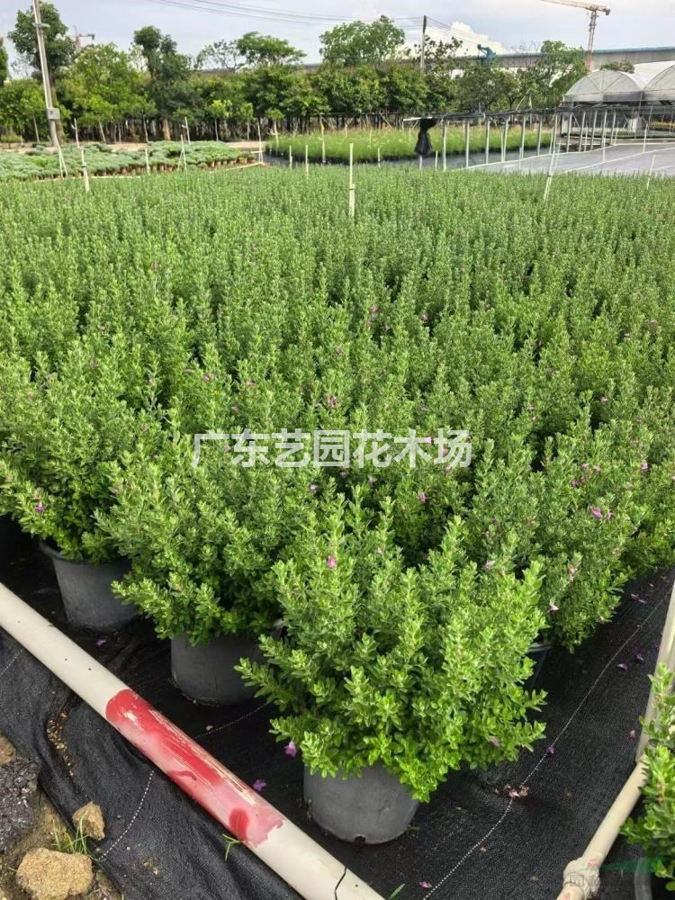 青葉玉芙蓉供應，本基地大量青葉玉芙蓉低價出售