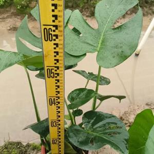 龟背竹供应、基地大量出售各规格龟背竹