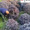红继木球 红花继木球60-200公分价格表 成都红继木球基地直供