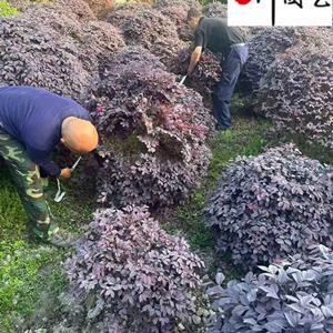 红继木球 红花继木球60-200公分价格表 成都红继木球基地直供
