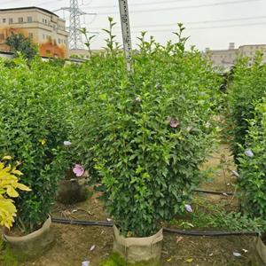 木槿供应、基地大量木槿出售