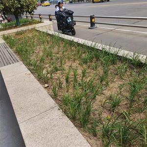 麦冬鸢尾玉簪萱草975葱兰酢浆草的种植方法