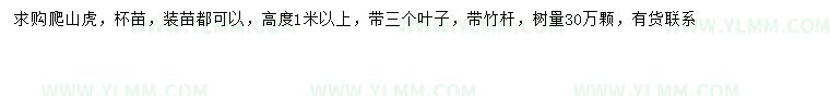 求購高1米以上爬山虎
