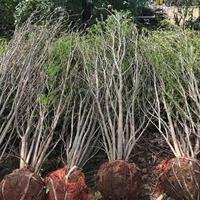 江蘇沭陽叢生花石榴自产自销-江蘇叢生花石榴价格合理品种优  