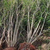 江蘇沭陽叢生花石榴货源无中间商-叢生花石榴一手苗