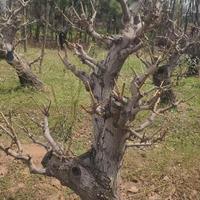 江苏沭阳造型银杏种植基地-江苏沭阳造型银杏价格优惠