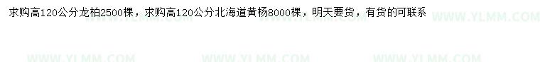 求購高120公分龍柏、北海道黃楊