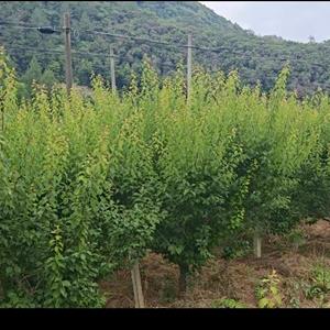 2-3年成熟青梅树