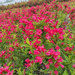花繁叶茂红王子锦带1-1.5米高黄金条连翘代办托运