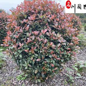 四川红叶石楠球批发 80-180公分红叶石楠球价格 红叶石楠基地直销