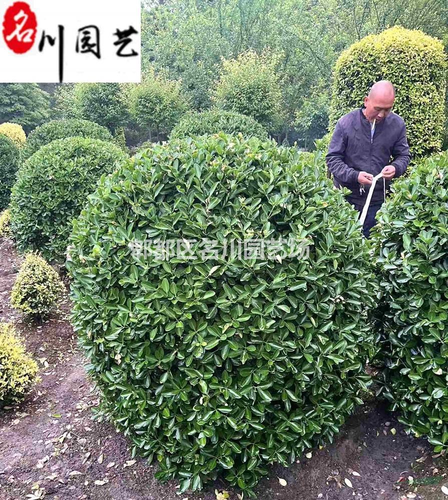 供应优质大葉黃楊球 80-200公分大葉黃楊球价格 成都万年青球批发