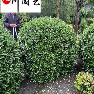 供应优质大叶黄杨球 80-200公分大叶黄杨球价格 成都万年青球批发