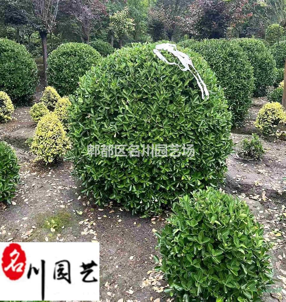 供应优质大葉黃楊球 80-200公分大葉黃楊球价格 成都万年青球批发