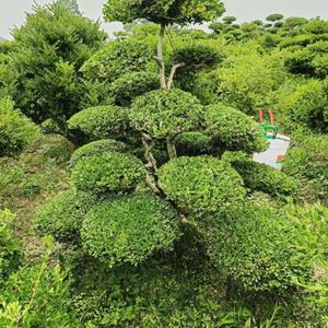 造型黄杨