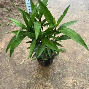 基地低价大量出售各规格驳骨丹