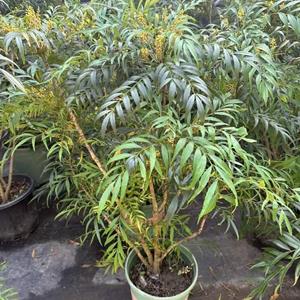 十大功劳基地大量低价出售