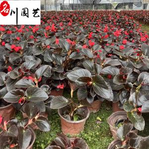 比哥海棠杯苗批发 比哥海棠大杯小杯价格 四季海棠 成都花卉苗木批发