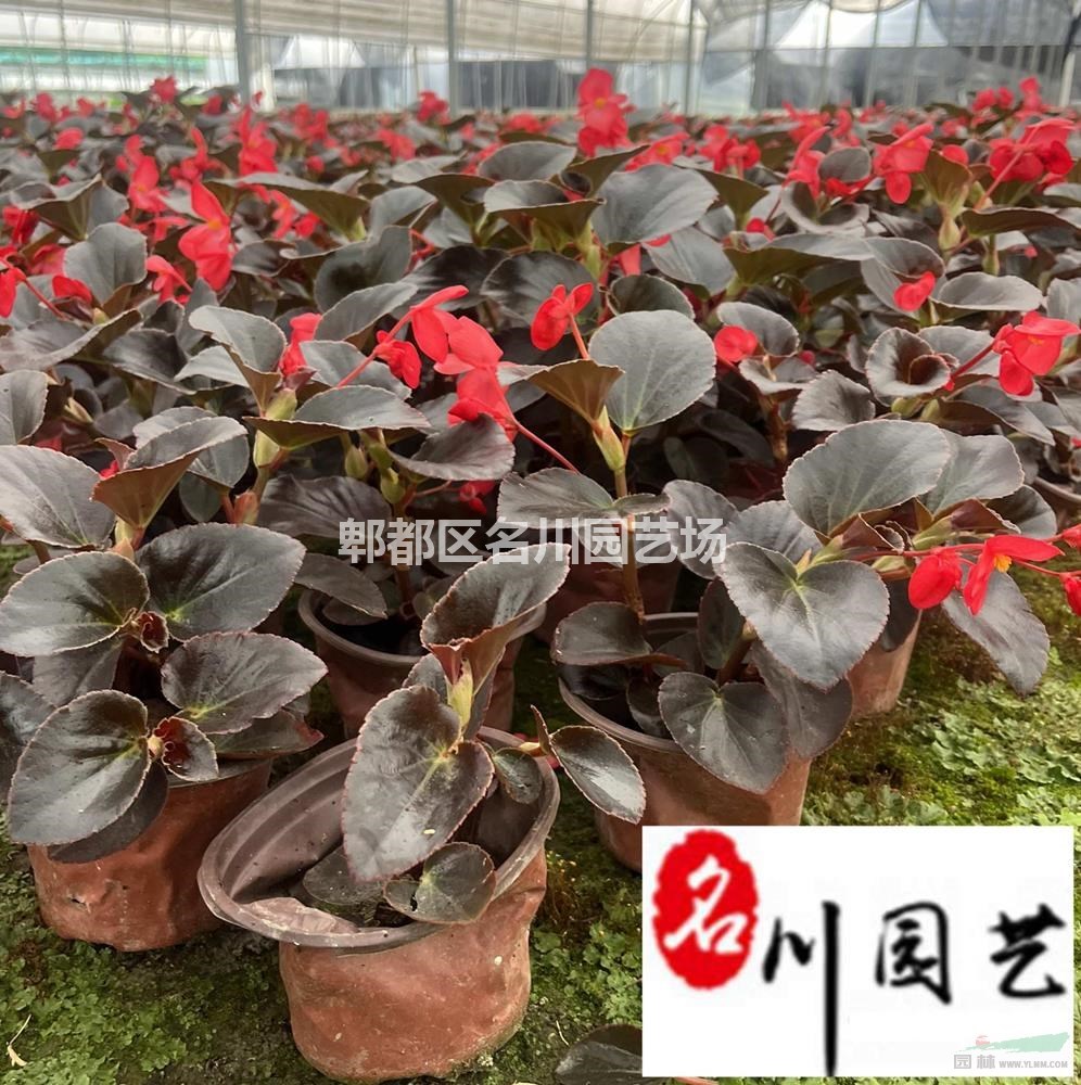 比哥海棠杯苗批发 比哥海棠大杯小杯价格 四季海棠 成都花卉苗木批发