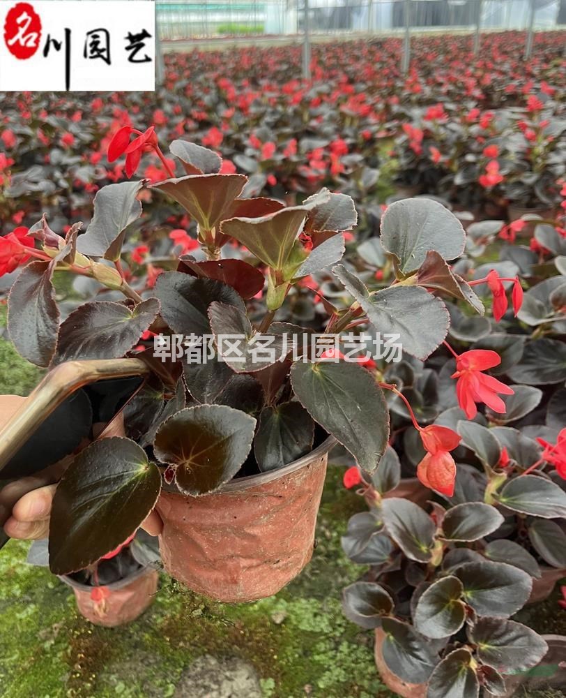 比哥海棠杯苗批发 比哥海棠大杯小杯价格 四季海棠 成都花卉苗木批发