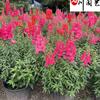 苗圃出售金鱼草杯苗 花坛花境花卉租摆 四川成都时令草花批发