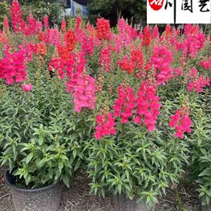 苗圃出售金鱼草杯苗 花坛花境花卉租摆 四川成都时令草花批发