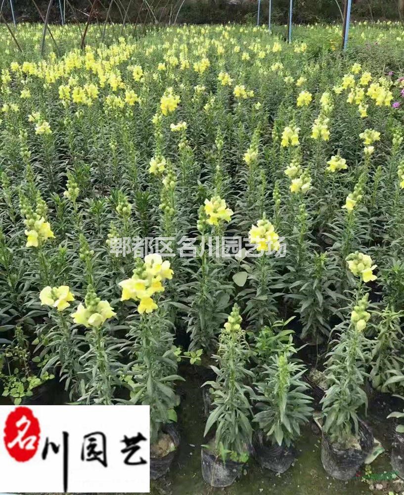 苗圃出售金鱼草杯苗 花坛花境花卉租摆 四川成都时令草花批发
