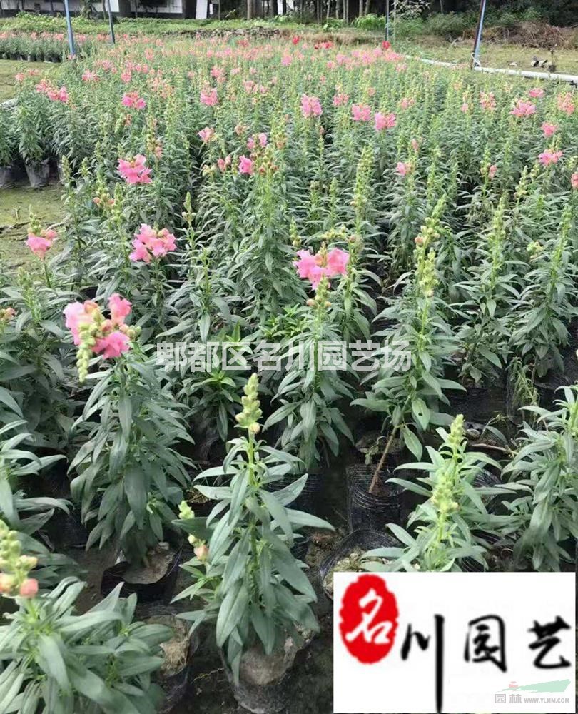 苗圃出售金鱼草杯苗 花坛花境花卉租摆 四川成都时令草花批发