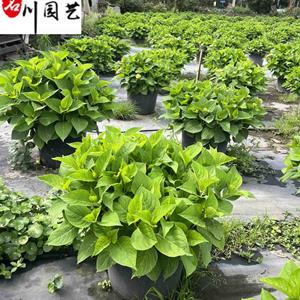 基地供应无尽夏盆栽 花境花坛园林绿化 无尽夏杯苗盆苗批发
