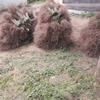 梅雨季节种植50高紫穗槐更实惠