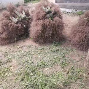梅雨季節種植50高紫穗槐更實惠