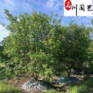 四川元宝枫价格报价 10-20公分元宝枫价格 成都元宝枫基地直销