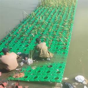 生態景觀浮島黃菖蒲175常綠鸢尾千屈草效果好