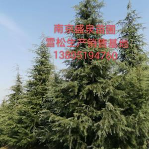 绿化苗木：雪松2～10米