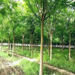 河北沧州苗木直销价格优惠 基地直供，支持验货*发货