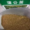 大型养殖蒲公英益母草975紫花苜蓿和地丁