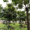 本苗场秋枫大量低价清场、便宜、物美价廉