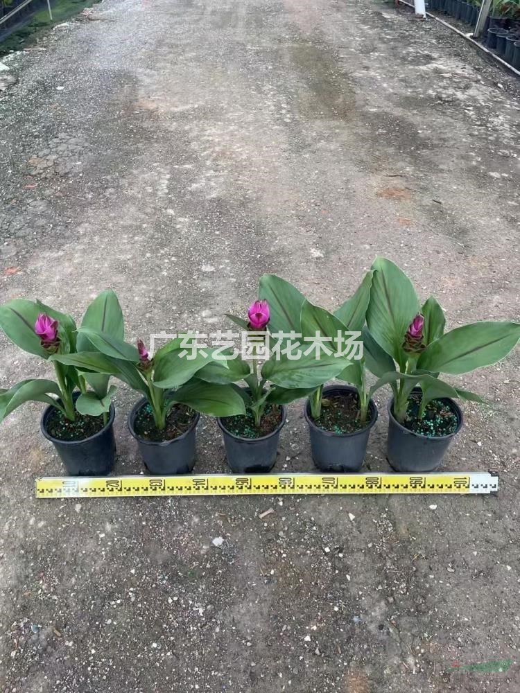 本基地大量出售各種規格姜荷花