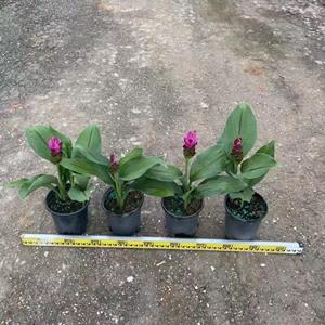 本基地大量出售各种规格姜荷花