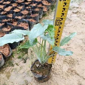 基地大量出售小天使下、仙羽地被苗