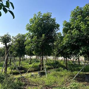本基地秋枫低价清场