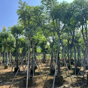 非洲楝、桃花心木基地大量出售