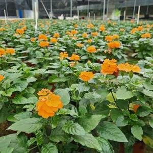 鸟尾花基地大量低价出售