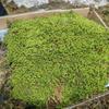 苔藓    园林用苔藓   庭院铺面用