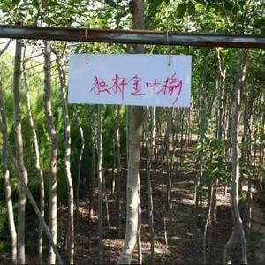 陕西供应十年生金叶榆，高度1.8m，大量