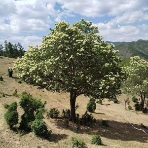 暴马丁香4米