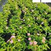 五色梅工程苗批发 五色梅盆苗杯苗价格 花境绿化带时令草花 量大价优